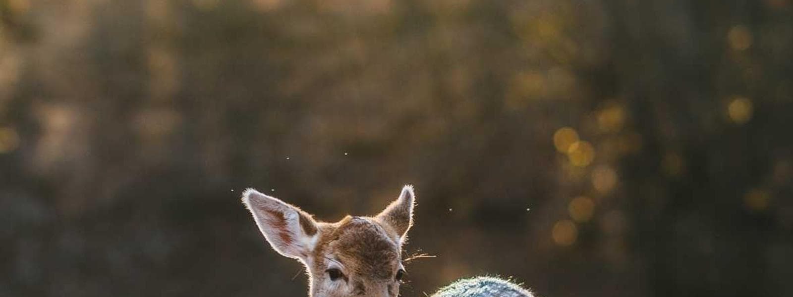 Container Home Conversions