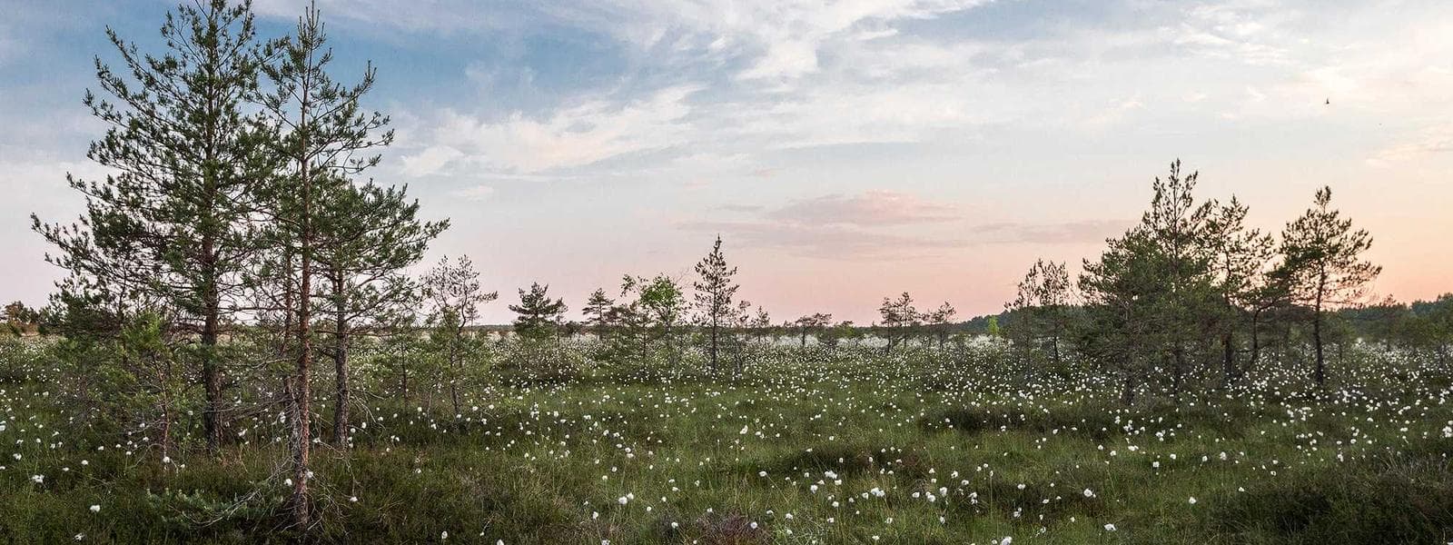 Design-Build Services